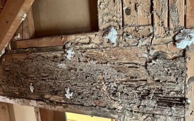 You never know what’s behind the walls!